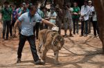 Thai officials continues removal of tigers from controversial temple - 36