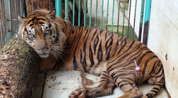 Critics demand improvements at Indonesia's 'zoo of death'