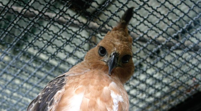 Indonesian birds face extinction due to pet trade: study