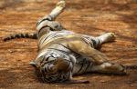 Thai officials continues removal of tigers from controversial temple - 13