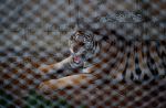 Thai officials continues removal of tigers from controversial temple - 5