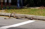 Caught on camera: Python vs cobra fight in NTU - 0