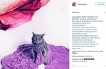 Starving cat transformed into glamour puss after rescue - 1