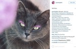 Starving cat transformed into glamour puss after rescue - 6