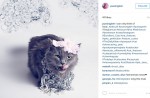 Starving cat transformed into glamour puss after rescue - 4