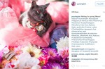 Starving cat transformed into glamour puss after rescue - 7
