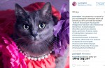Starving cat transformed into glamour puss after rescue - 11