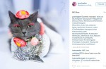 Starving cat transformed into glamour puss after rescue - 10