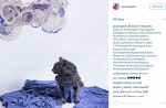 Starving cat transformed into glamour puss after rescue - 9