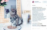 Starving cat transformed into glamour puss after rescue - 13