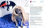 Starving cat transformed into glamour puss after rescue - 15