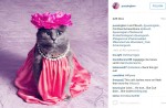 Starving cat transformed into glamour puss after rescue - 17