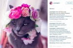 Starving cat transformed into glamour puss after rescue - 18
