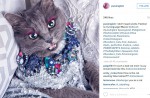 Starving cat transformed into glamour puss after rescue - 19