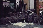 Chinese man feeds noodles to 130 rats living in his apartment - 1