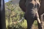 Arnold Schwarzenegger films elephant charging at him - 4