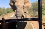 Arnold Schwarzenegger films elephant charging at him - 7