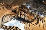 Thai officials continues removal of tigers from controversial temple - 3