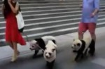 Cute 'pandas' out for walk along Orchard Road  - 1