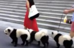 Cute 'pandas' out for walk along Orchard Road  - 3