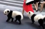 Cute 'pandas' out for walk along Orchard Road  - 4