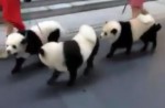 Cute 'pandas' out for walk along Orchard Road  - 2