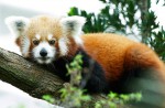 Red panda Poonya dies at River Safari - 0