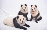 Cute 'pandas' out for walk along Orchard Road  - 6