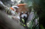 Red panda Poonya dies at River Safari - 1