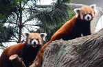 Red panda Poonya dies at River Safari - 2