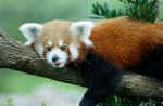 Red panda Poonya dies at River Safari - 3