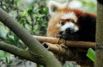 Red panda Poonya dies at River Safari - 4