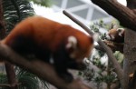 Red panda Poonya dies at River Safari - 8