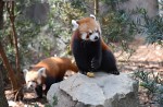 Red panda Poonya dies at River Safari - 6