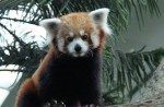 Red panda Poonya dies at River Safari - 5