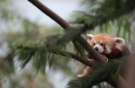 Red panda Poonya dies at River Safari - 7