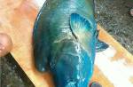 Taiwanese man faces jail for killing rare fish - 8