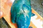 Taiwanese man faces jail for killing rare fish - 7