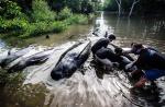 Nearly 30 whales trapped in a mangrove swamp in Indonesia - 4