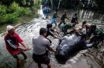 Nearly 30 whales trapped in a mangrove swamp in Indonesia - 5