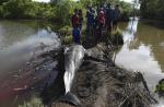 Nearly 30 whales trapped in a mangrove swamp in Indonesia - 2