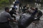 Nearly 30 whales trapped in a mangrove swamp in Indonesia - 3