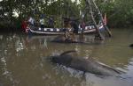 Nearly 30 whales trapped in a mangrove swamp in Indonesia - 7