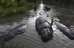 Nearly 30 whales trapped in a mangrove swamp in Indonesia - 6