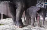 Night Safari welcomes birth of baby elephant - 1