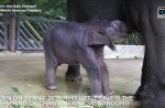 Night Safari welcomes birth of baby elephant - 3