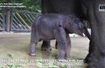 Night Safari welcomes birth of baby elephant - 2