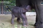 Night Safari welcomes birth of baby elephant - 4