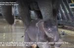 Night Safari welcomes birth of baby elephant - 5