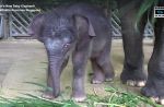 Night Safari welcomes birth of baby elephant - 8